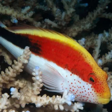 Paracirrhites Forsteri