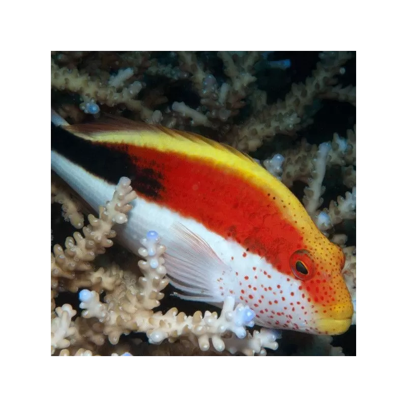 Paracirrhites Forsteri Paracirrhites Forsteri