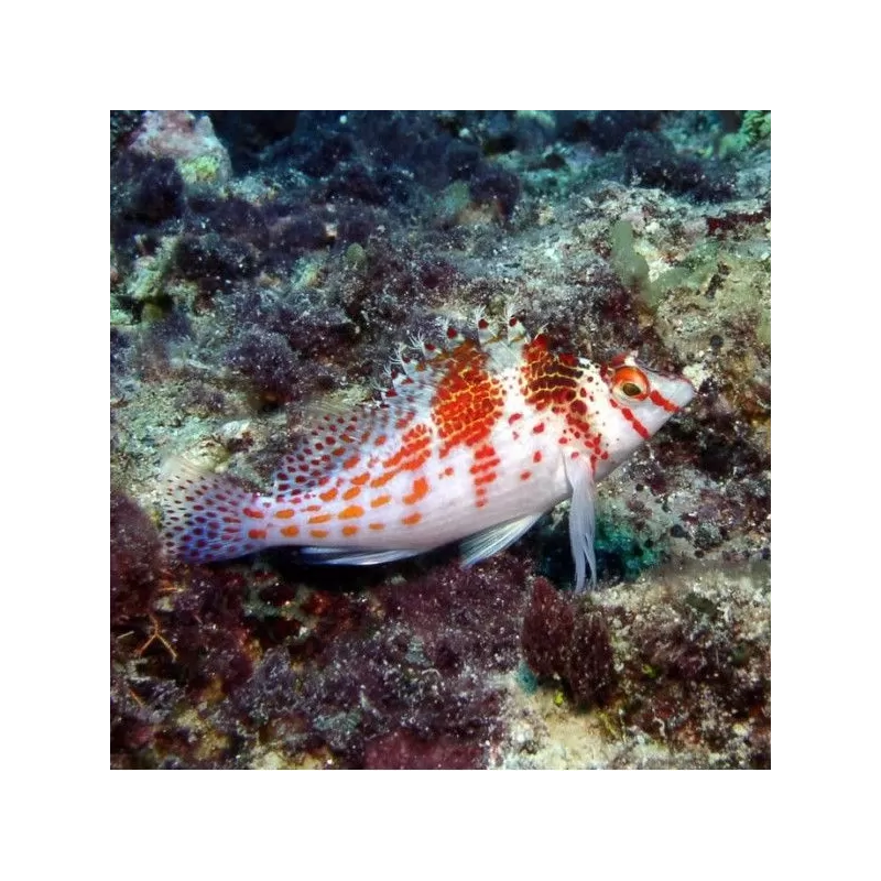 Cirrhitichthys Falco Cirrhitichthys Falco