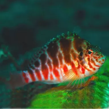 Cirrhitichthys Oxycephalus