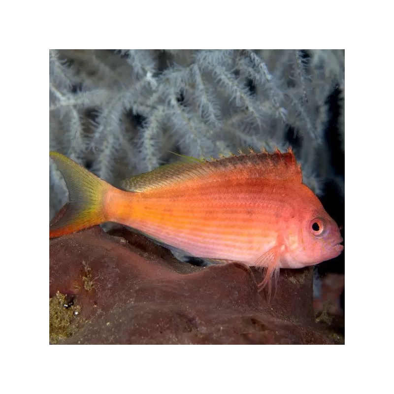 cyprinocirrhites polyactis cyprinocirrhites polyactis