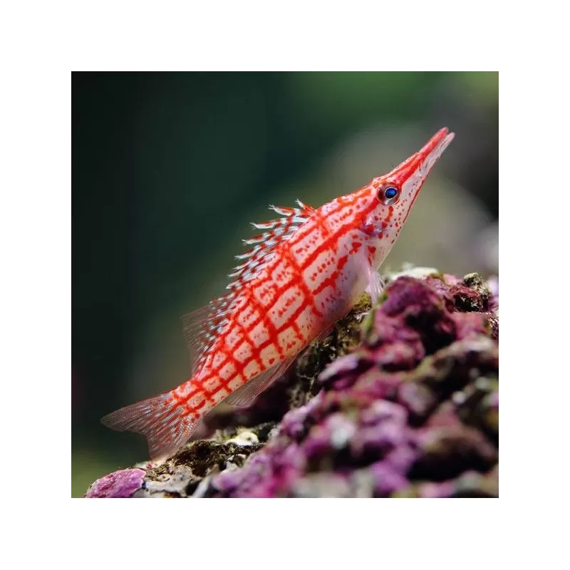 Oxycirrhites Typus M Oxycirrhites Typus M