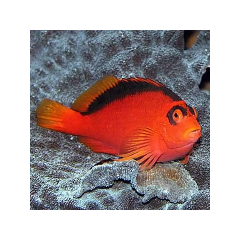 neocirrhites armatus neocirrhites armatus