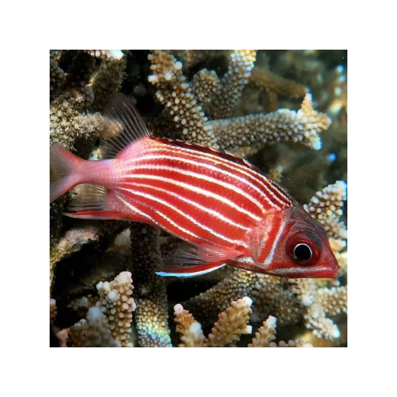 Sargocentron Diadema Sargocentron Diadema