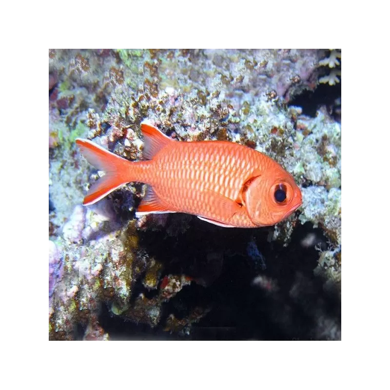 mypristis murdjan mypristis murdjan
