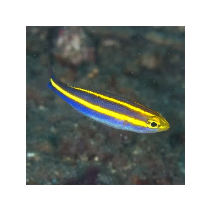Pentapodus nemurus Pentapodus nemurus