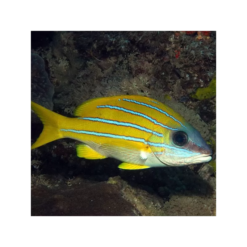 lutjanus kasmira lutjanus kasmira