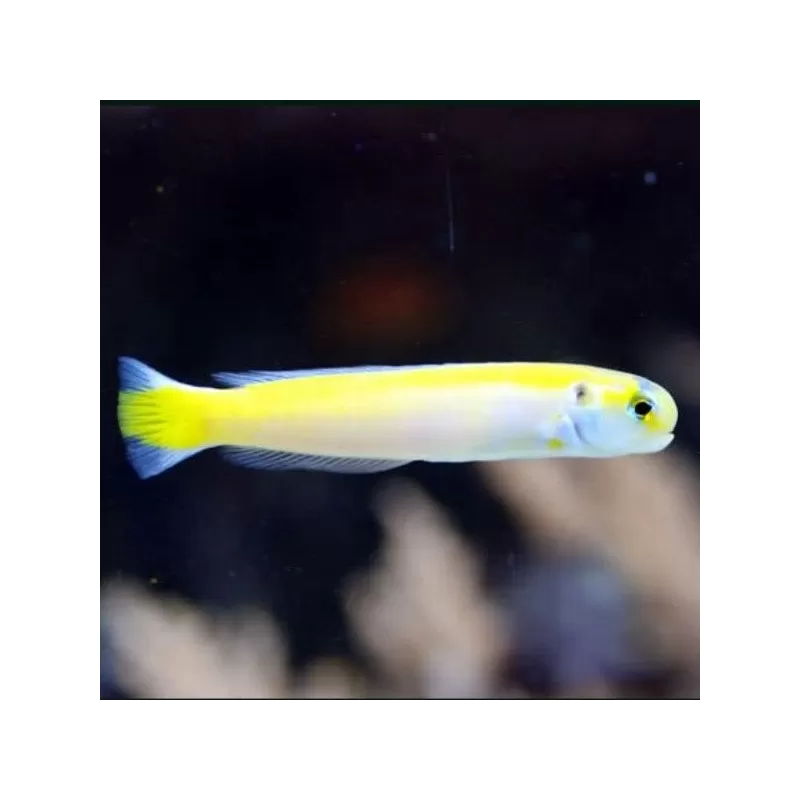 Hoplolatilus luteus Hoplolatilus luteus