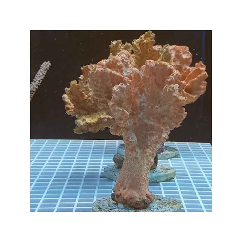 Stylotella Aurontium orange sponge Kenia Stylotella Aurontium orange sponge Kenia