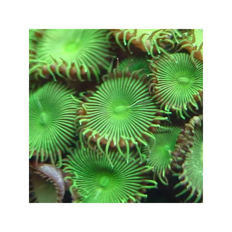 Protopalythoa spp green L size Protopalythoa spp green L size