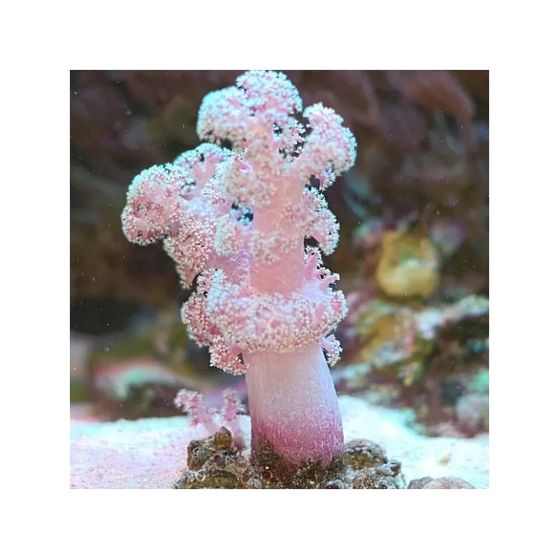 Dendronephthya - Rose