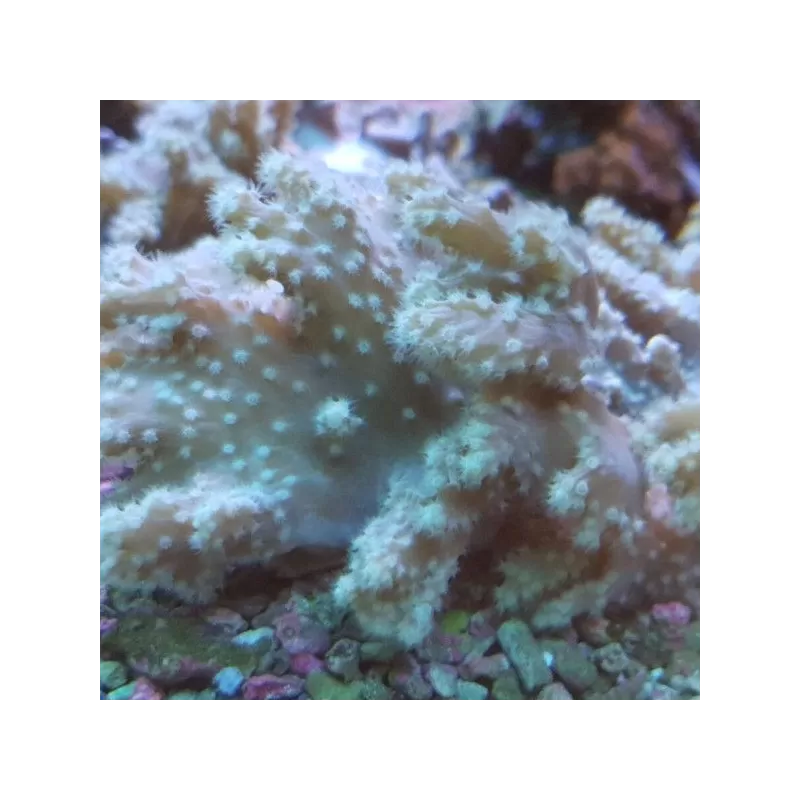 Sinularia Brassica taille M