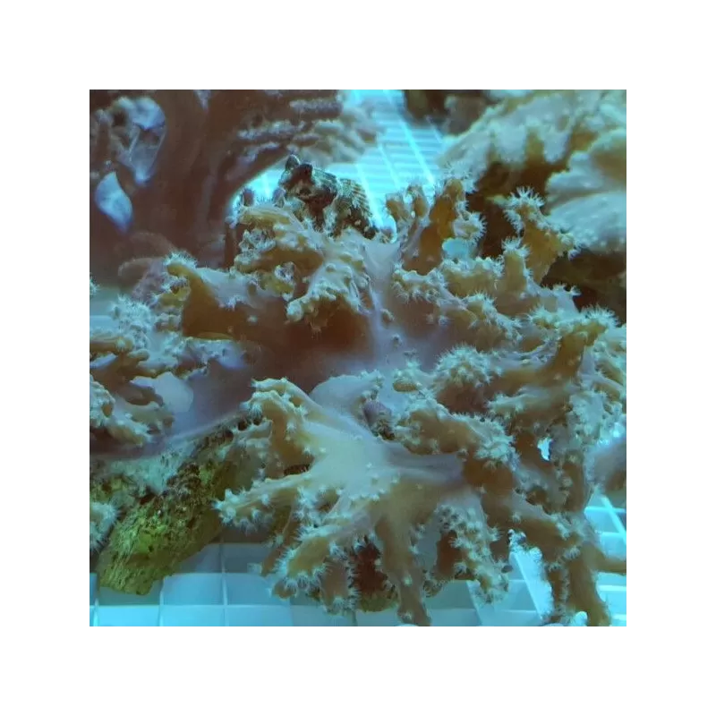 Sinularia Brassica taille M