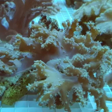 Sinularia Brassica (L) Singapur