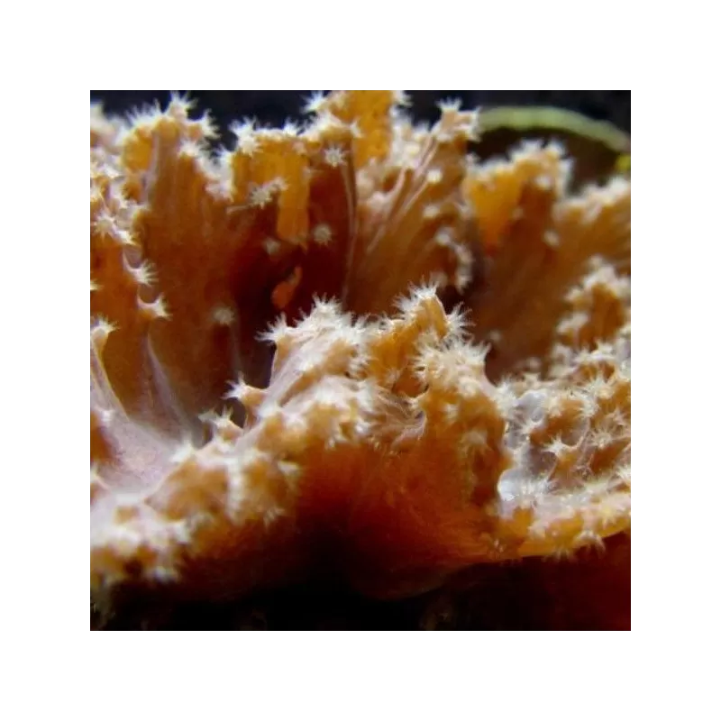 Sinularia Brassica (L) Singapour