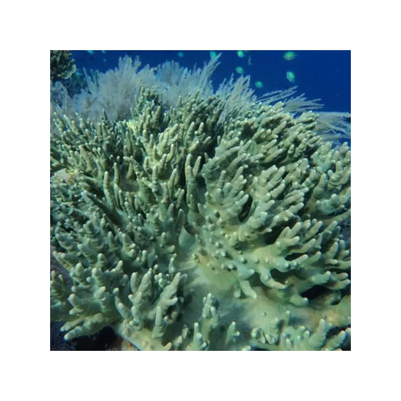 Sinularia Polydactyle Singapur (L)