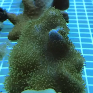 Softcoral spp Mix S-size