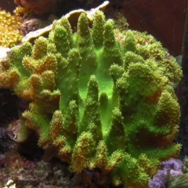 Lobophytum sp (double) L-size Bali