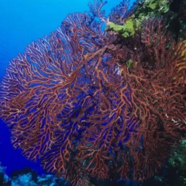 Iciligorgia Schrammi Purple Seafan