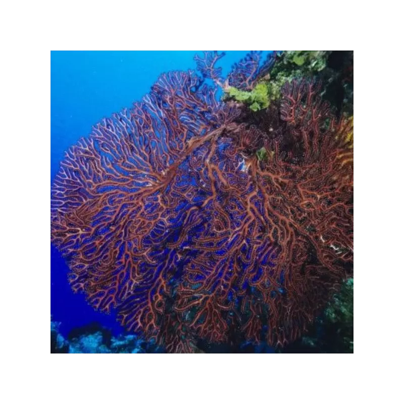 Iciligorgia Schrammi Purple Seafan Iciligorgia Schrammi Purple Seafan