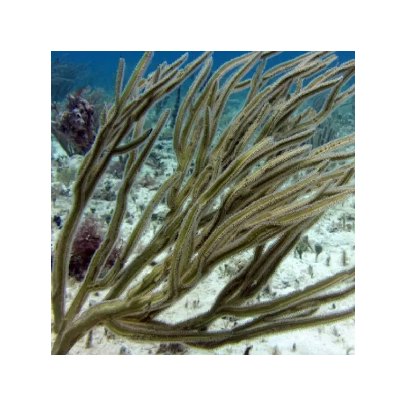 Pterogorgia Anceps Purple Ribbon Gorgonia Pterogorgia Anceps Purple Ribbon Gorgonia