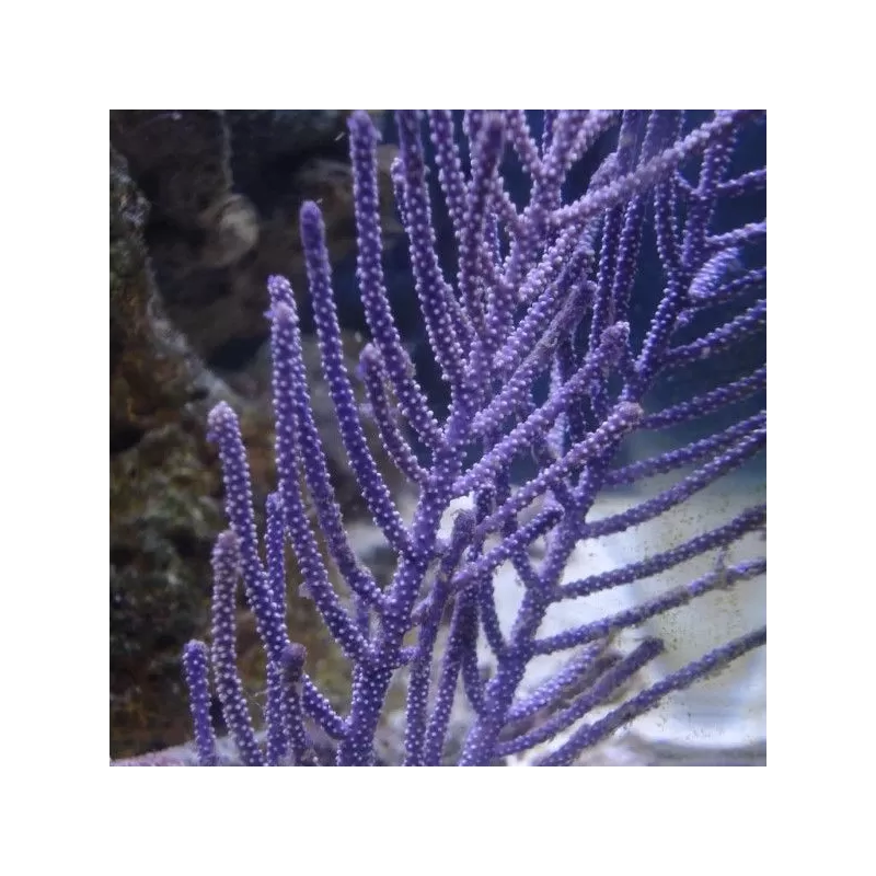 Pseudopterogorgia Bipinnata – Lila Weidengorgonie L-Größe