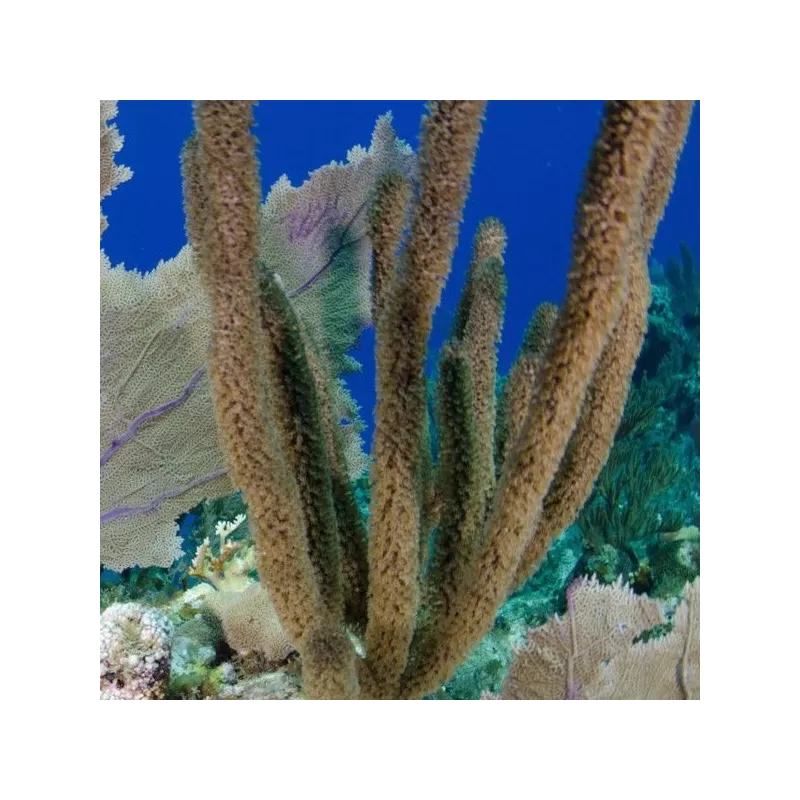 Pseudoplexaura Porosa Brown Tree Gorgonia Pseudoplexaura Porosa Brown Tree Gorgonia