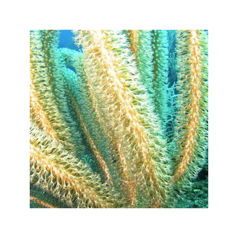 Plexaurella Nutans Large Polyp Gorgonia Plexaurella Nutans Large Polyp Gorgonia