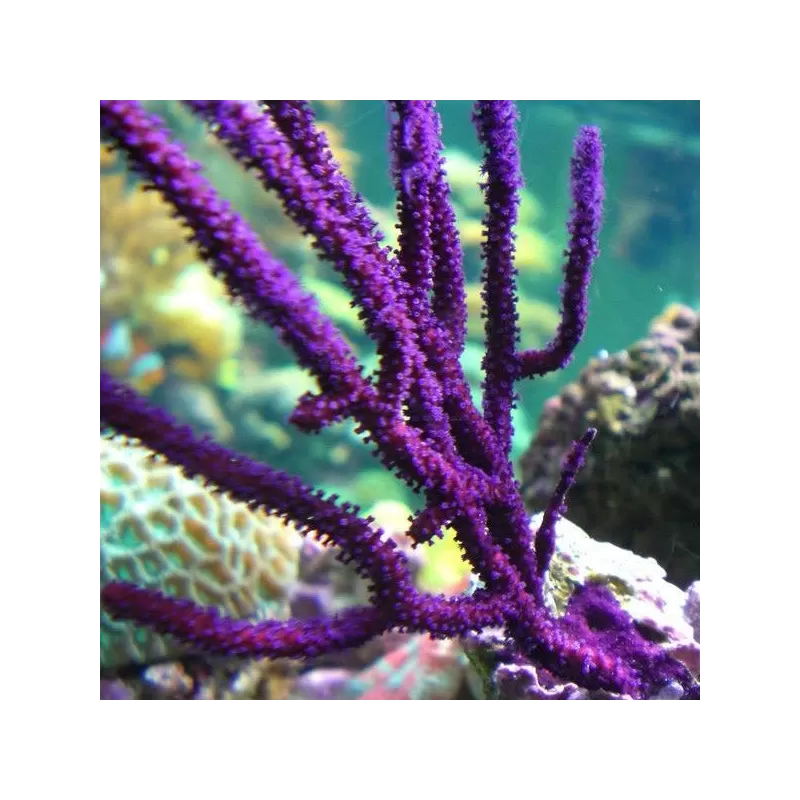 Pseudopterogorgia Elisabethae Purple Frilly Gorgonia Pseudopterogorgia Elisabethae Purple Frilly Gorgonia