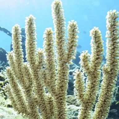 Eunicea Calyculata Medium Polyp Gorgonia
