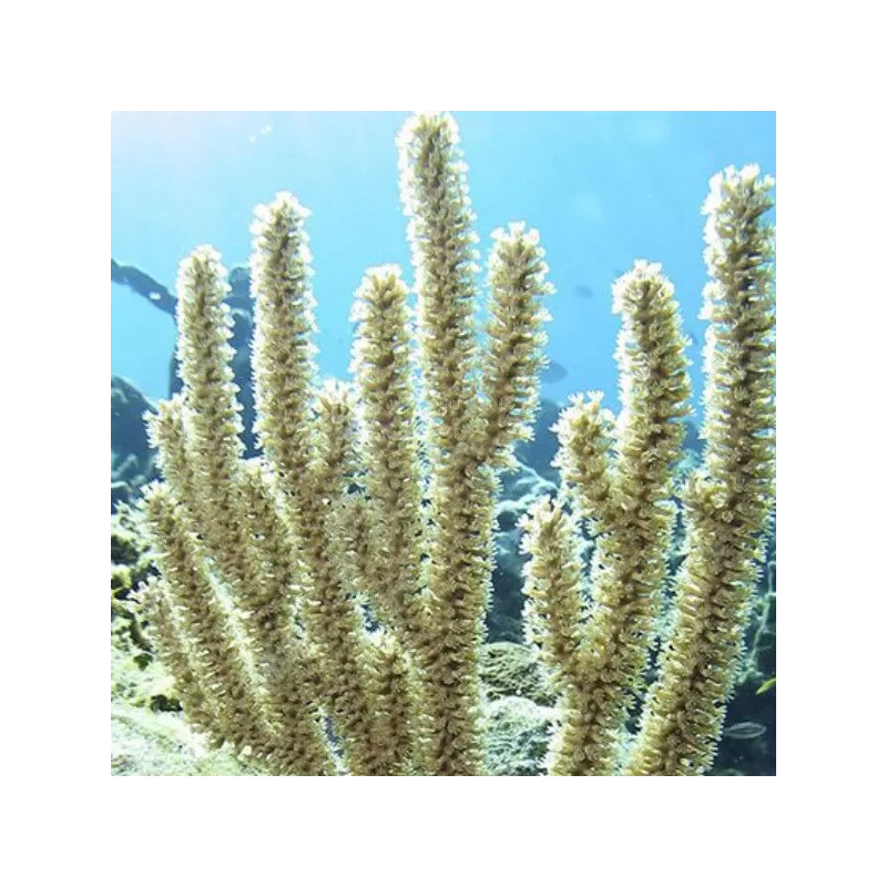Eunicea Calyculata Medium Polyp Gorgonia Eunicea Calyculata Medium Polyp Gorgonia