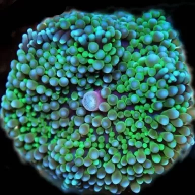 Ricordea florida green