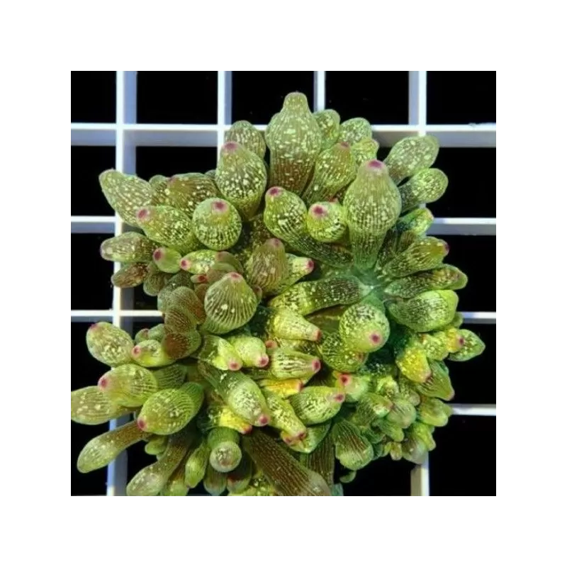 Entacmaea Quadricolor Anemone Green Pink tips