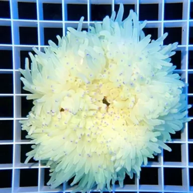 Heteractis Crispa Anemone White/Pink Tip L-size Heteractis Crispa Anemone White/Pink Tip L-size