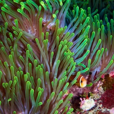 Heteractis magnifica L size Indonesia Heteractis magnifica L size Indonesia