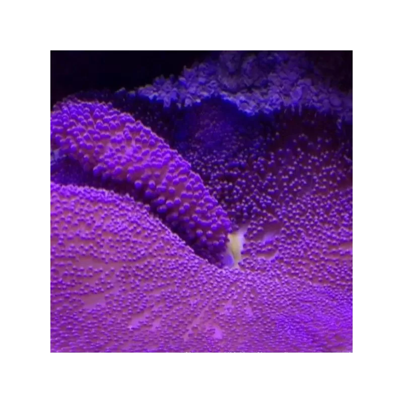 Stichodactyla gigantea purple carpet anemone XL Stichodactyla gigantea purple carpet anemone XL