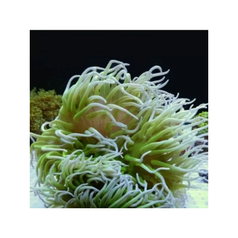 Macrodactyla doreensis metalic green M size