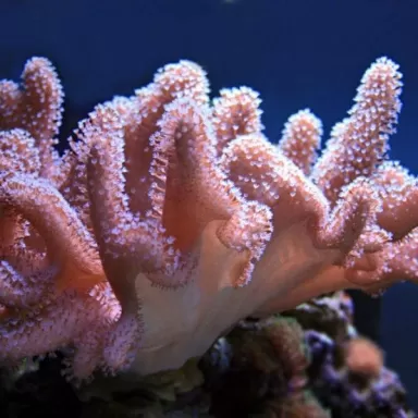 Lobophytum L-Größe