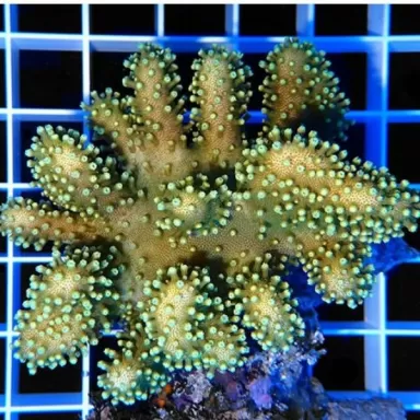 Lobophytum sp (double) L-size Bali