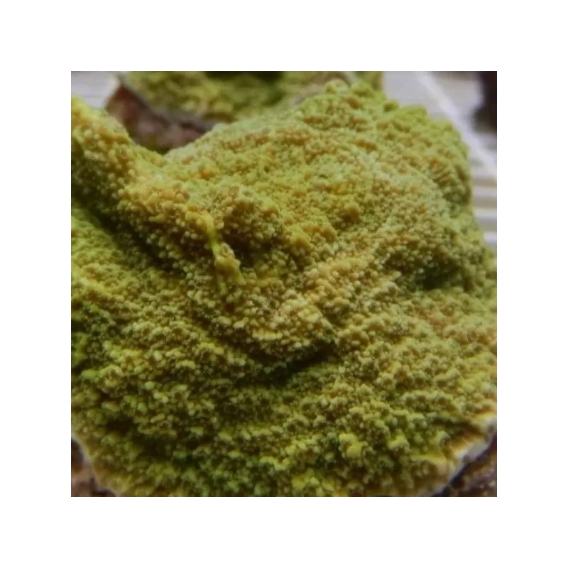 Montipora Australiensis green frag Montipora Australiensis green frag