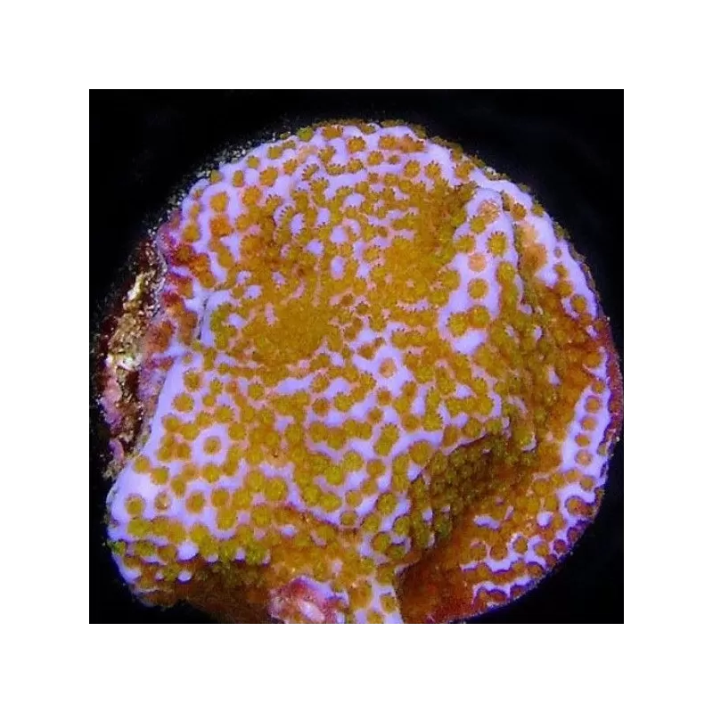 Montipora tuberculosa M size Montipora tuberculosa M size