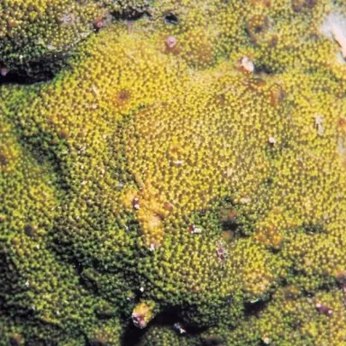 Montipora tuberculosa M size