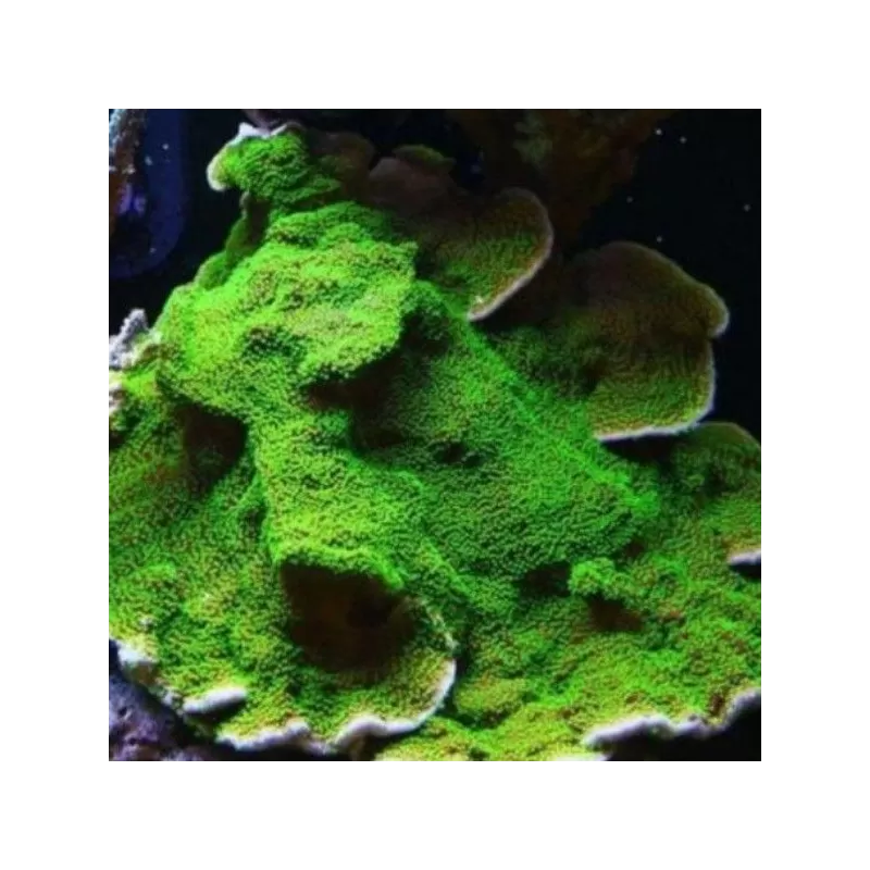 Montipora Australiensis green plate coral L size Montipora Australiensis green plate coral L size