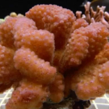 Pocillopora orange pink