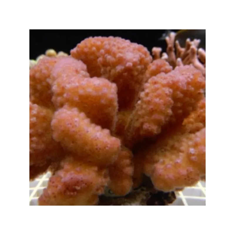Pocillopora orange pink Pocillopora orange pink