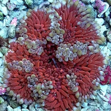 Stichodactyla Helianthus White/Red