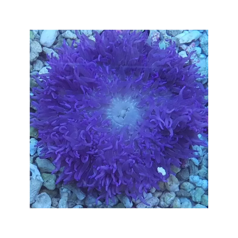 Macrodactyla doreensis purple Macrodactyla doreensis purple