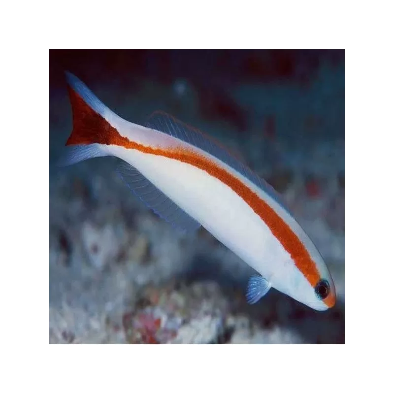 Hoplolatilus marcosi