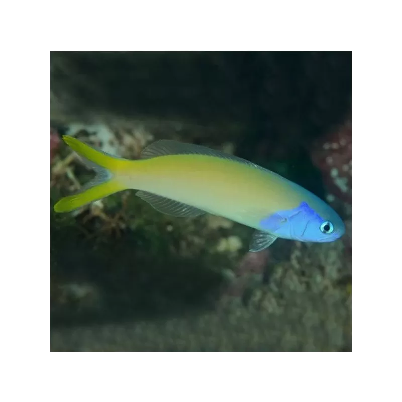 Hoplolatilus starcki Hoplolatilus starcki