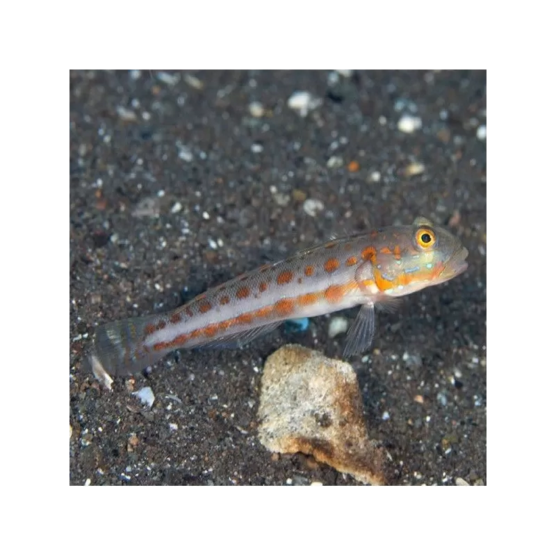 Valenciennea Puellaris M Valenciennea Puellaris M